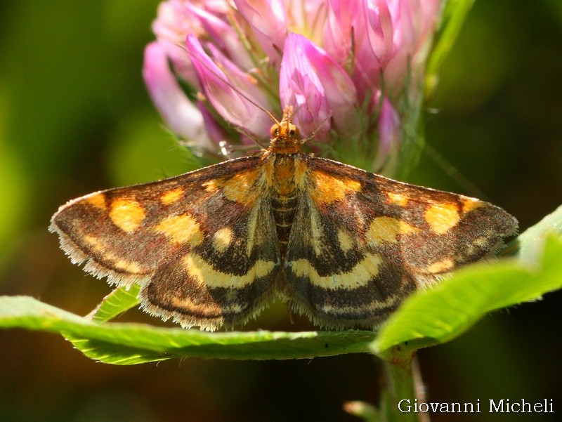 Pyrausta ? S,  P. aurata